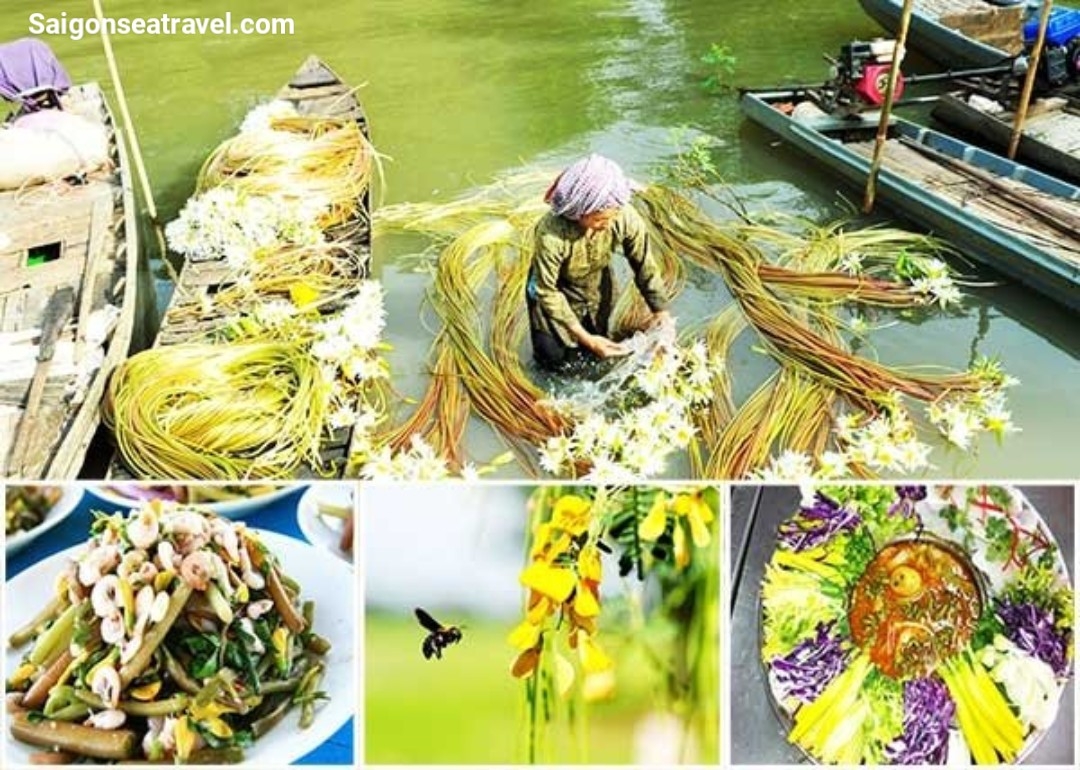 TP. HỒ CHÍ MINH - RỪNG TRÀM TRÀ SƯ - MÙA NƯỚC NỔI VÀO NAO - CẦN THƠ